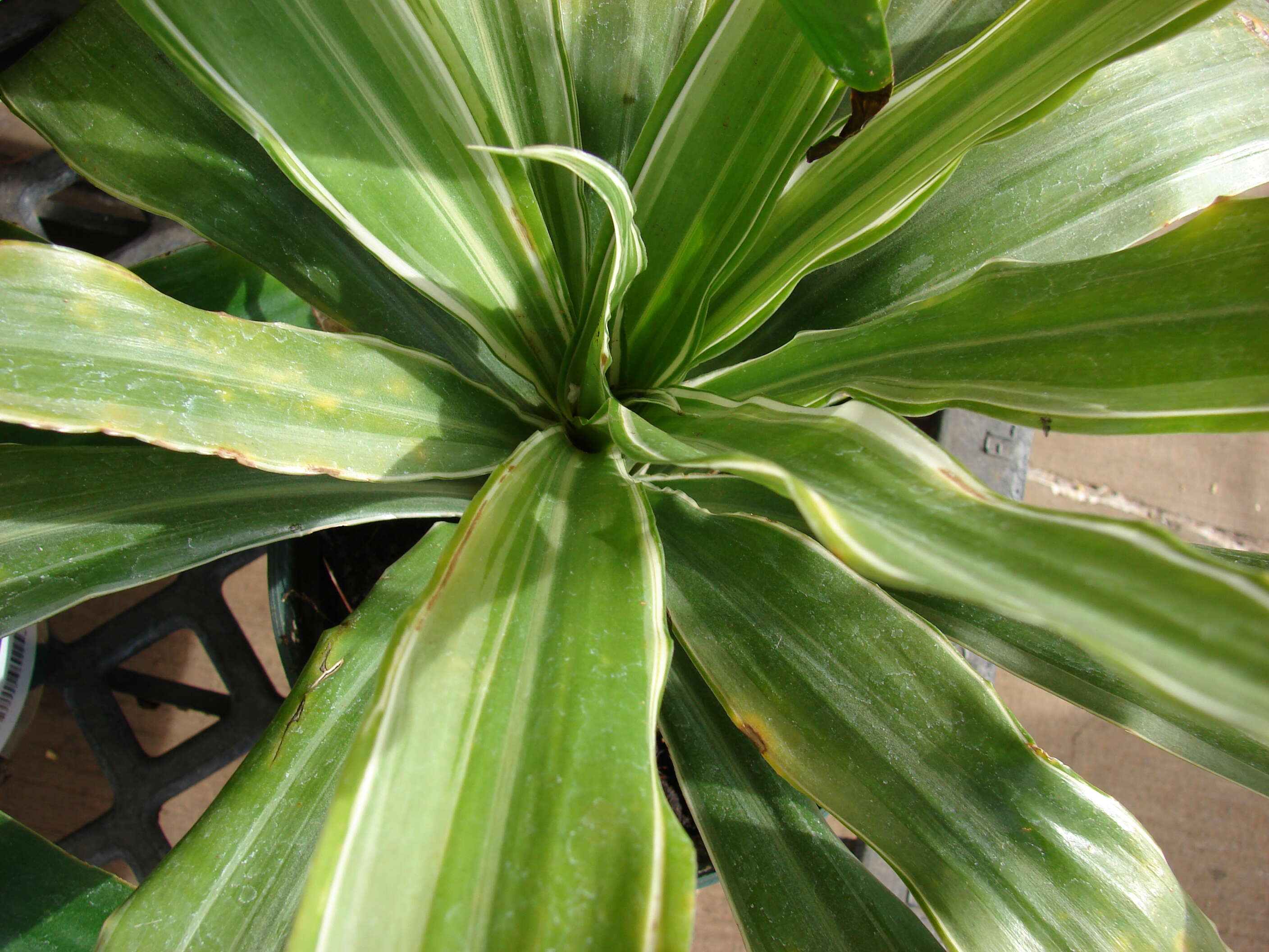 Image of fragrant dracaena