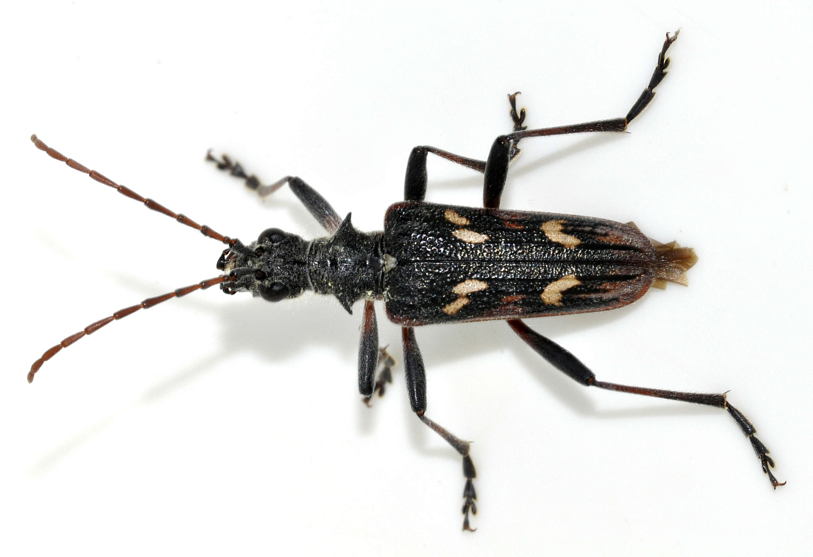 Image of Two-banded longhorn beetle