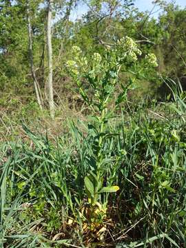 Image of field pennycress