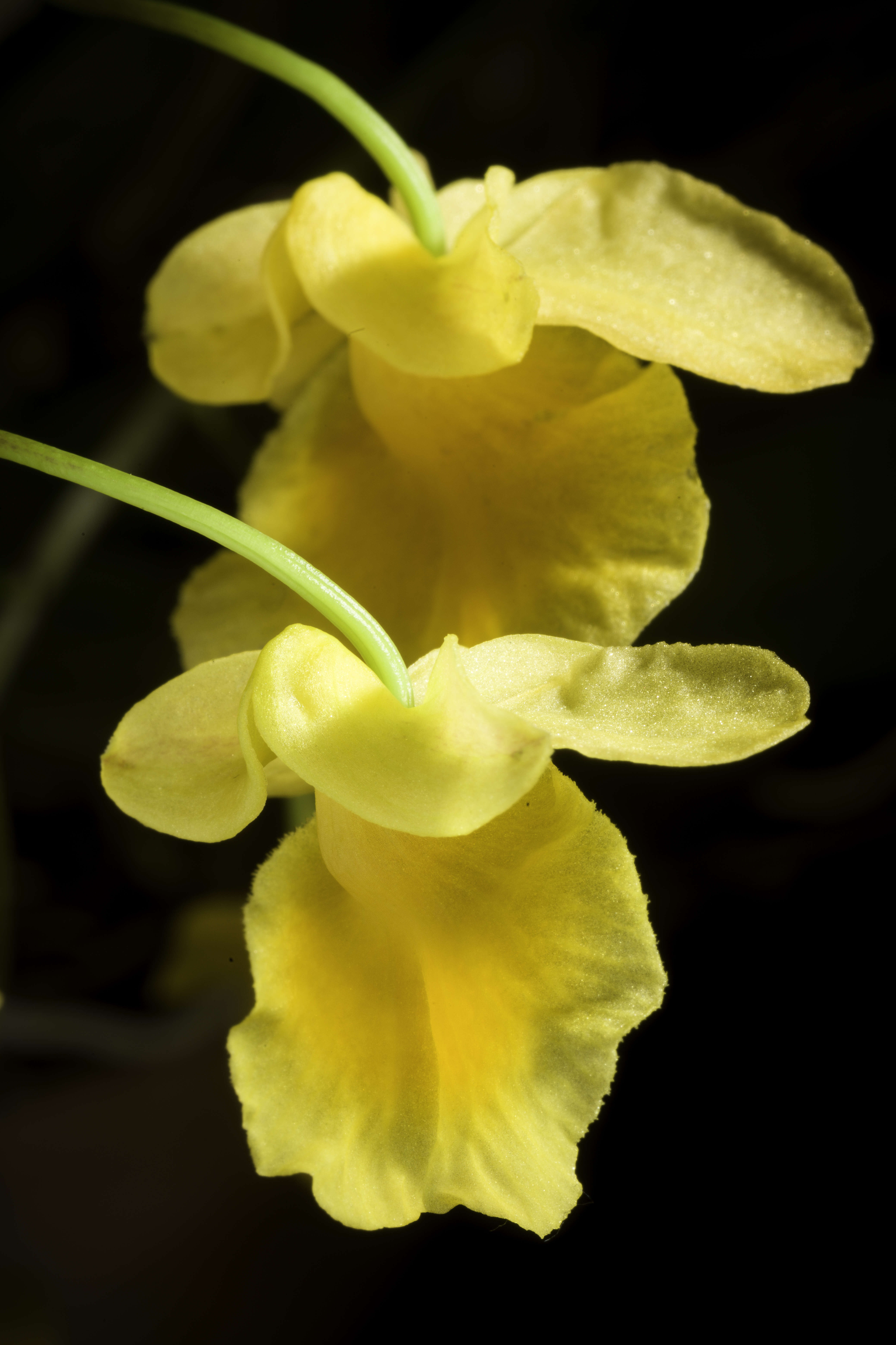 Imagem de Dendrobium lindleyi Steud.