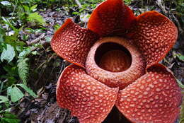 Image de Rafflesia arnoldii R. Br.