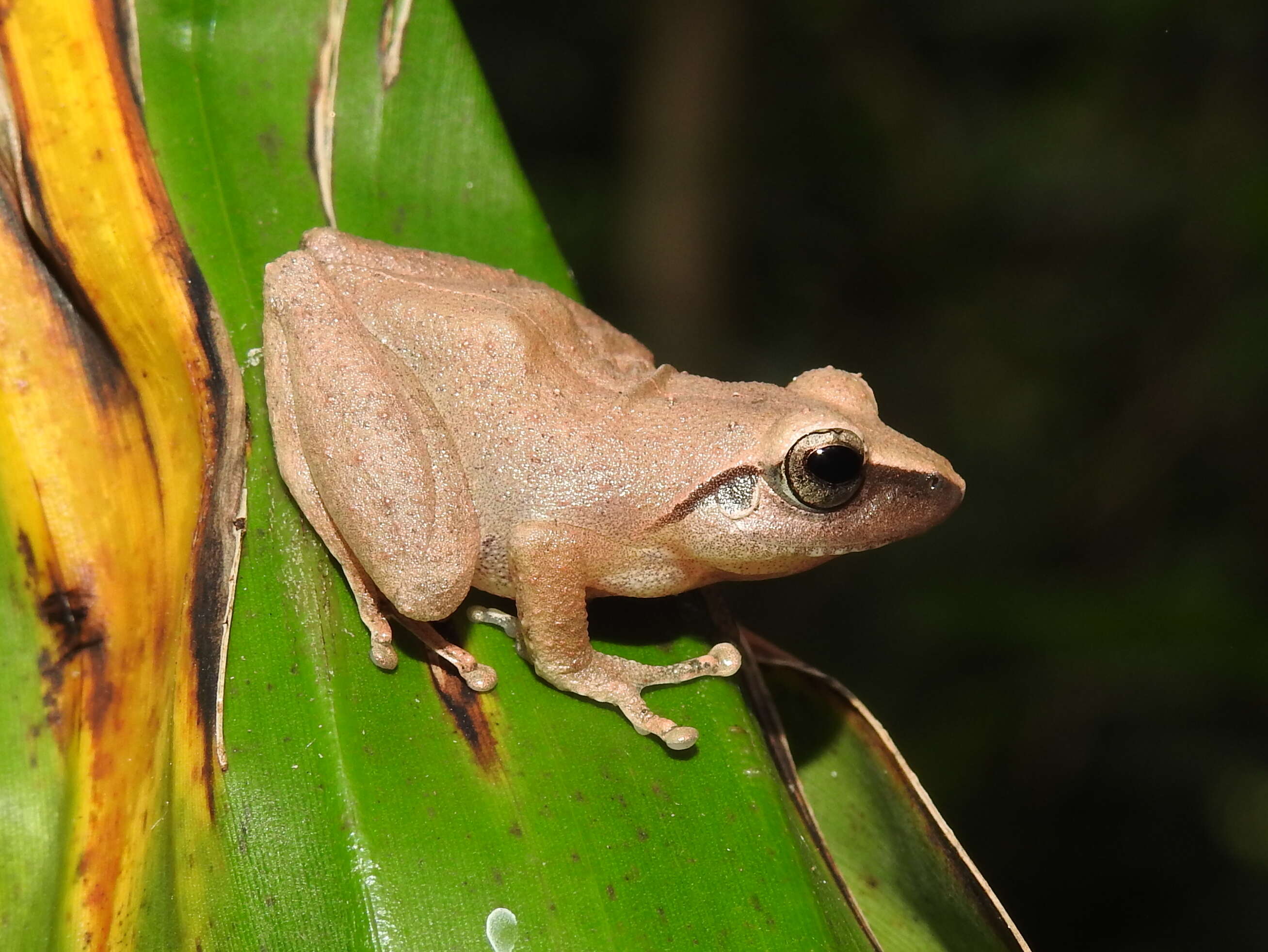 Image of Pseudophilautus amboli (Biju & Bossuyt 2009)