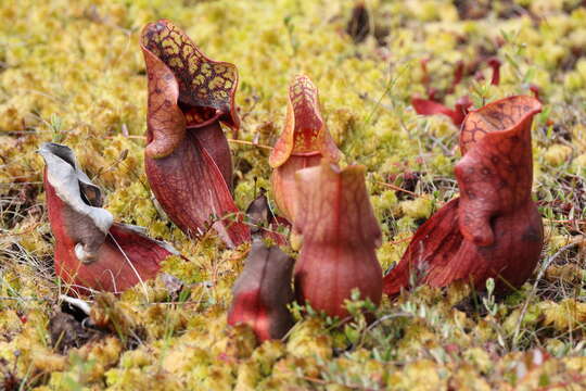 Image of purple pitcherplant