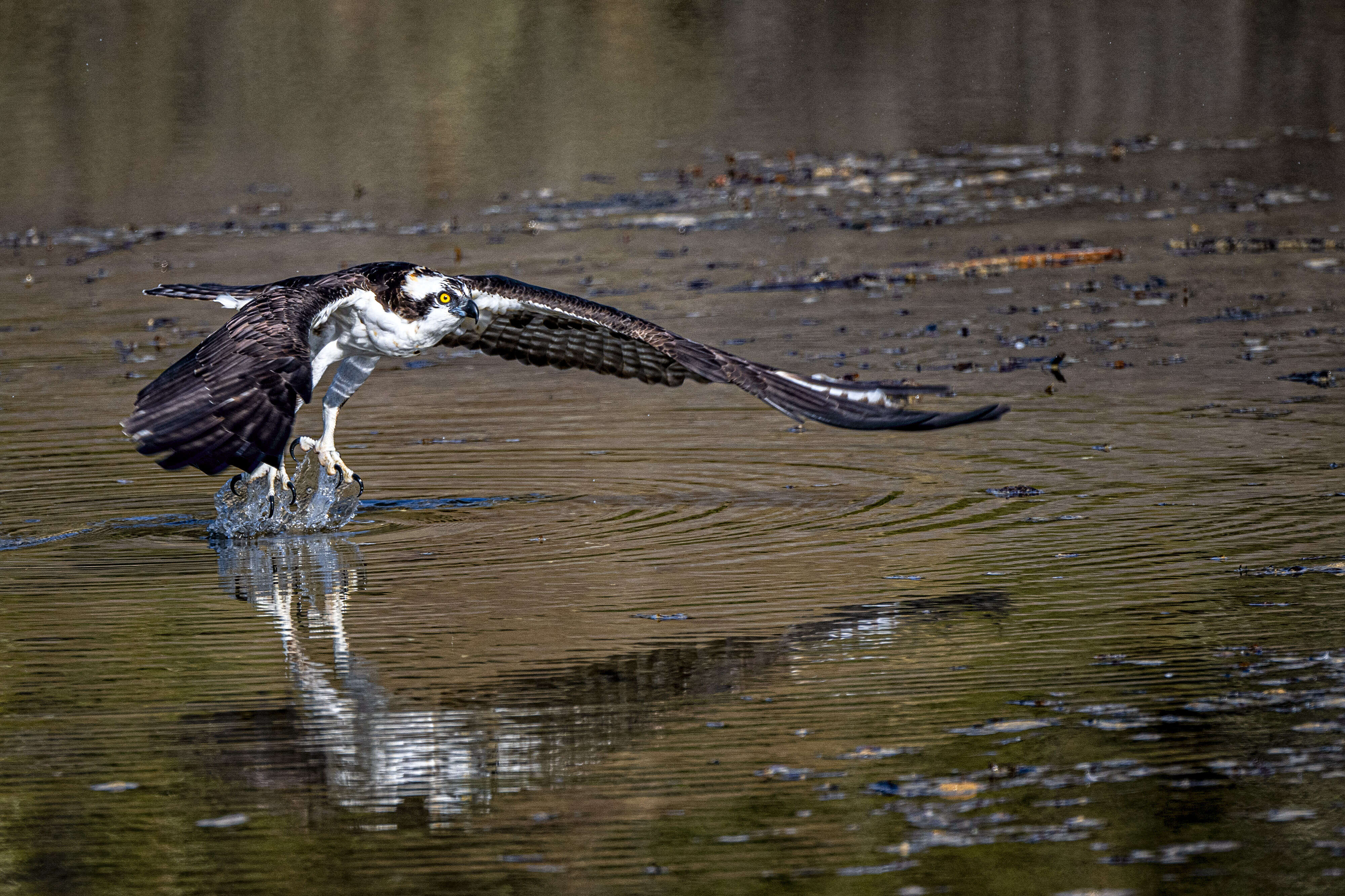 Image of ospreys