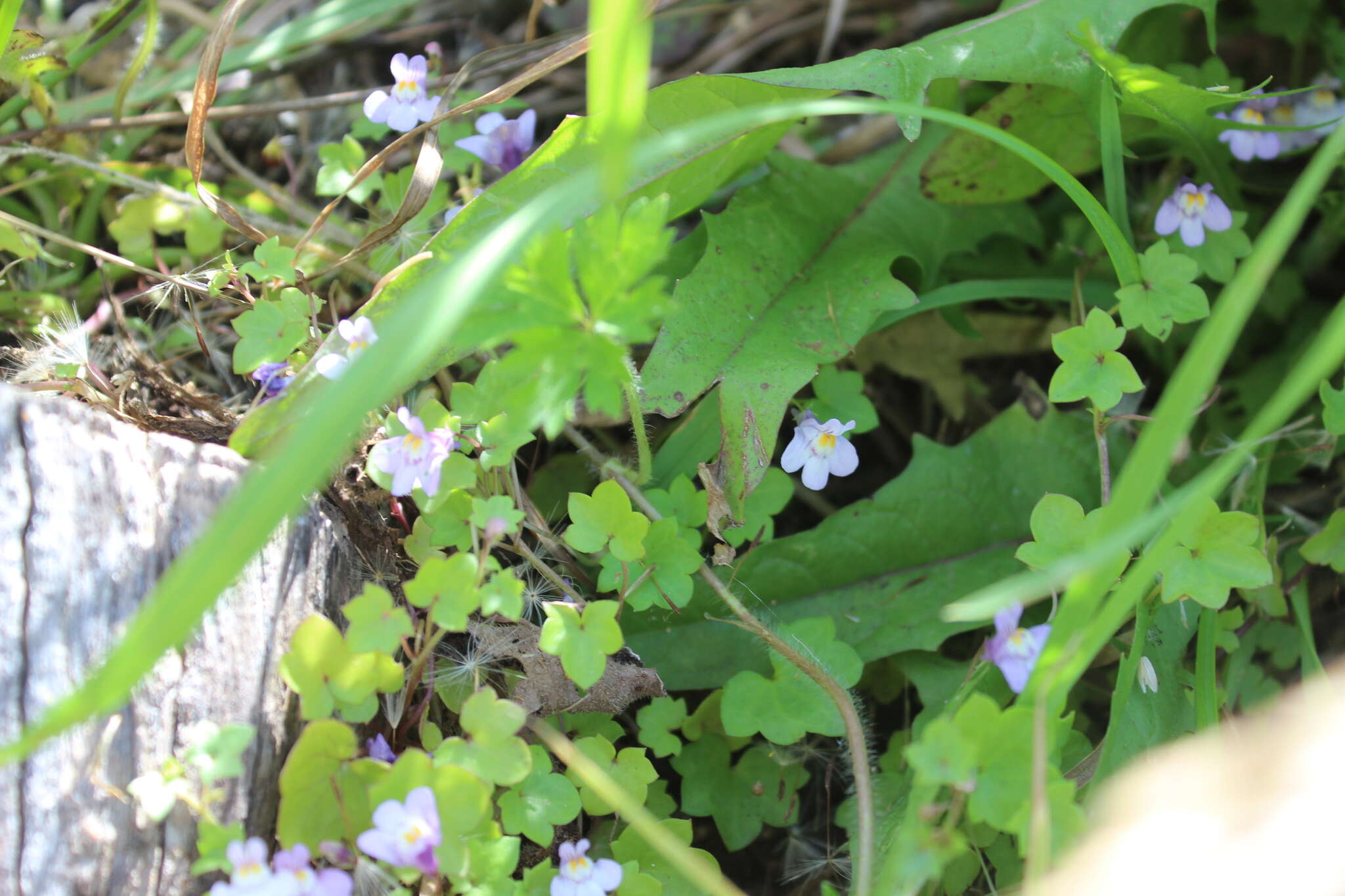 Image of Ivy-leaved Toadflax