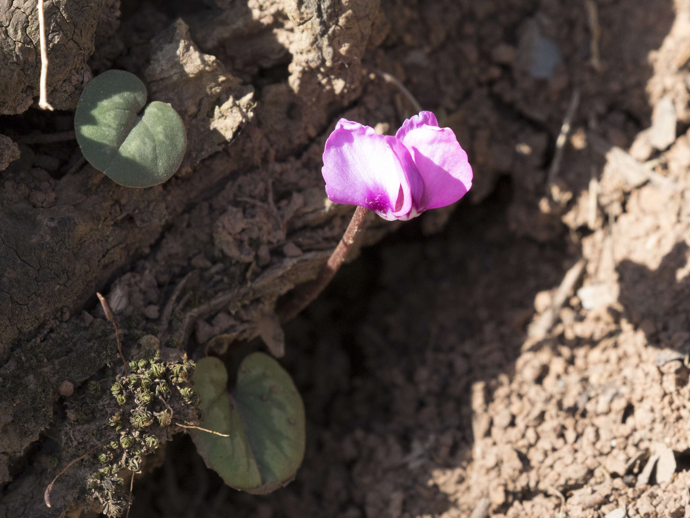 Image of Cyclamen coum Miller