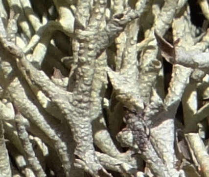 Image of Thorn cladonia