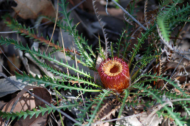 Image of Banksia dallanneyi A. R. Mast & K. R. Thiele