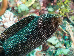 Image of Turkey moray