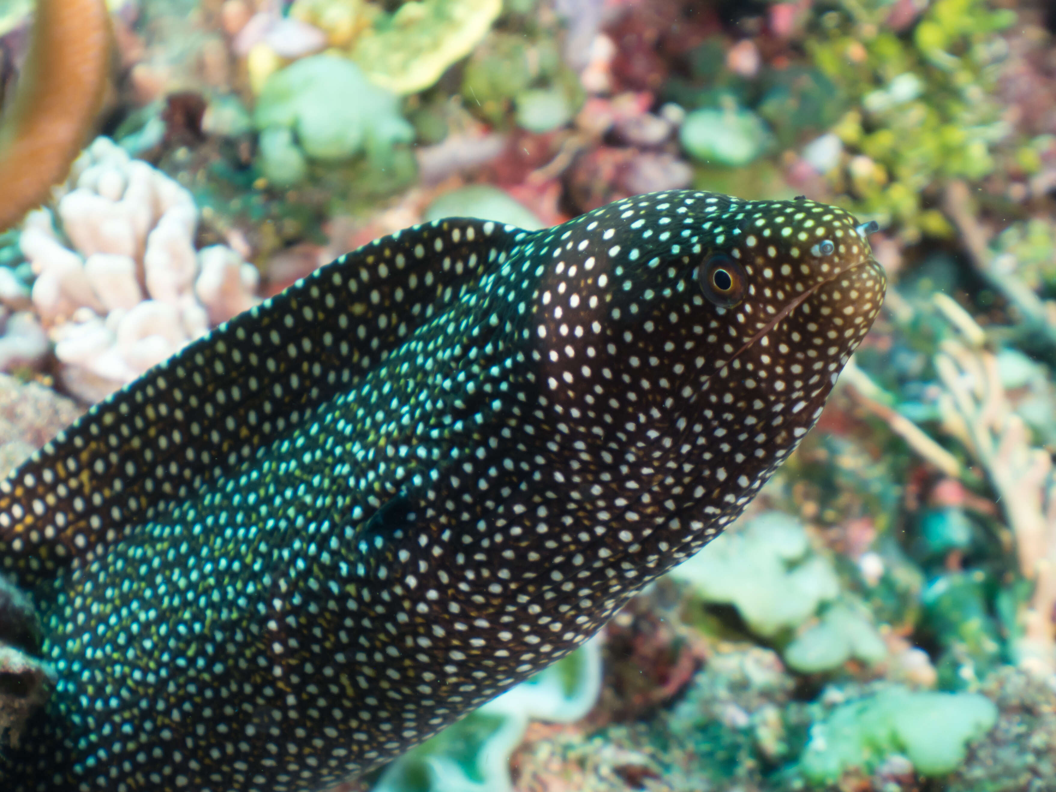 Image of Turkey moray