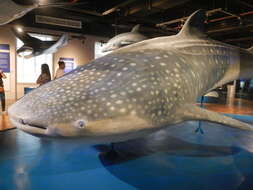 Image of whale sharks