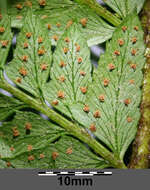 Image of hard shield-fern