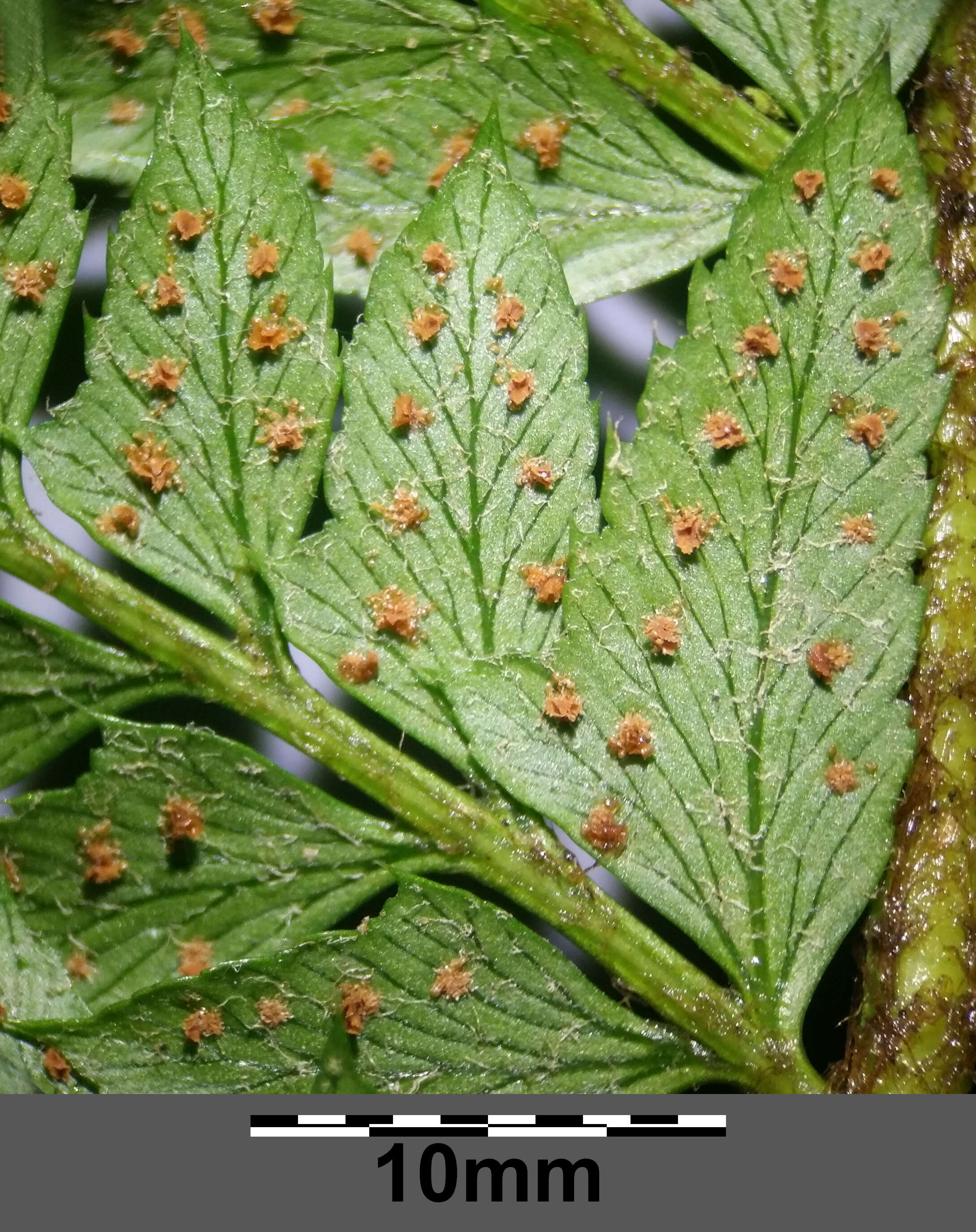 Image of hard shield-fern