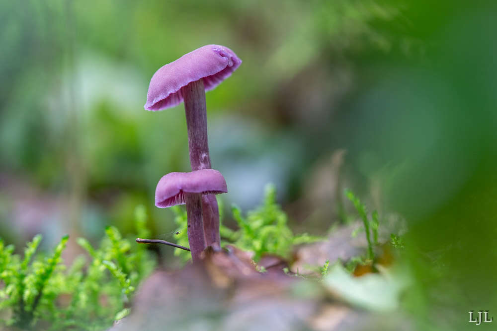 Image of Laccaria amethystina Cooke 1884