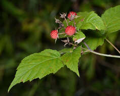 Image of black raspberry