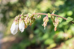 Image of Campanula alliariifolia Willd.