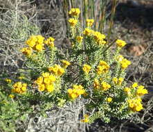 Image of Oedera genistifolia (L.) A. A. Anderberg & K. Bremer