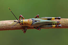 Image of Variegated grasshopper