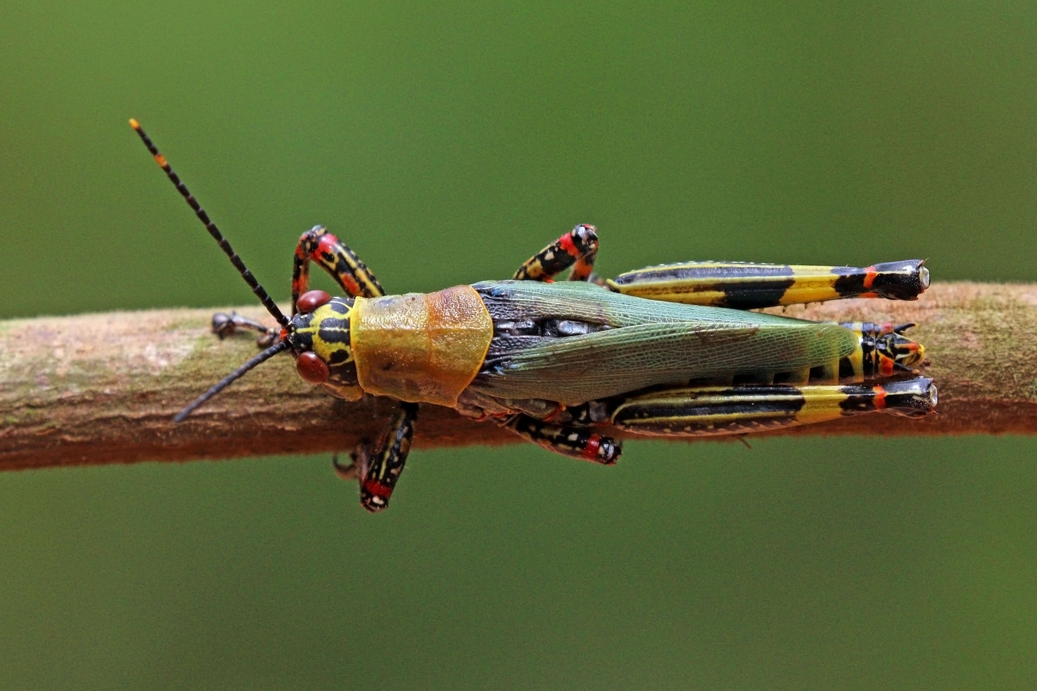 Plancia ëd Zonocerus variegatus (Linnaeus 1758)