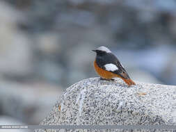 Image of Güldenstädt's Redstart