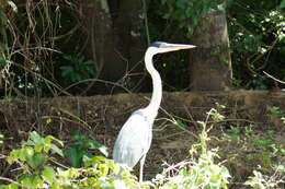 Image of Cocoi Heron