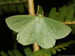 Imagem de Geometra papilionaria Linnaeus 1758