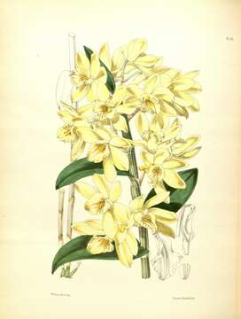 Image of Dendrobium luteolum Bateman