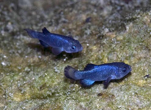 Image of Devil's Hole pupfish