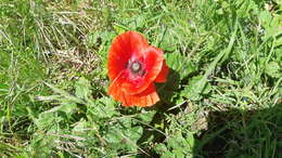 Image of corn poppy