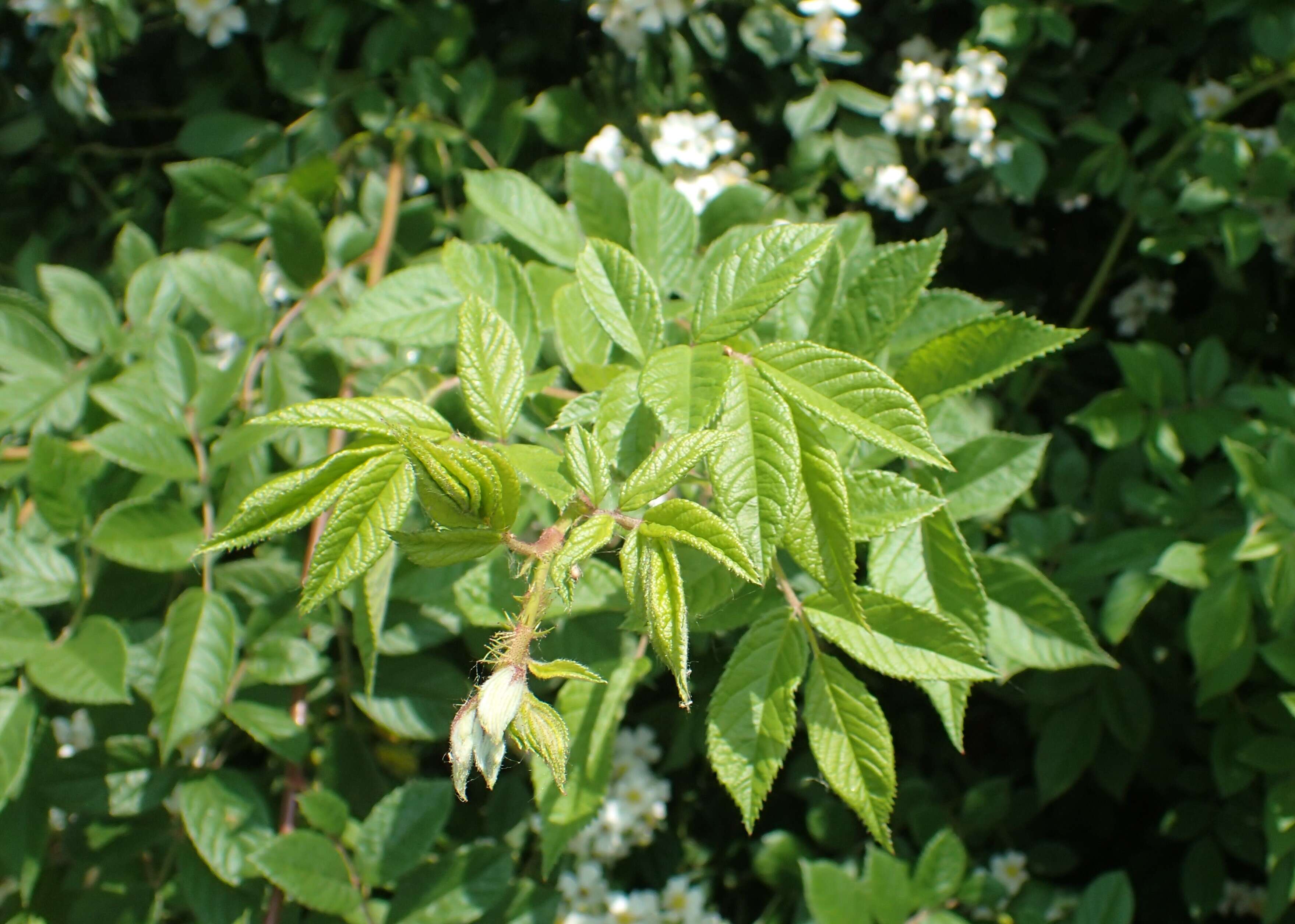 Image of Baby Rose