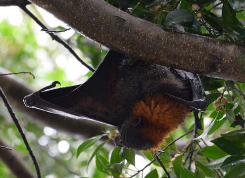 Image of Gray-headed Flying Fox