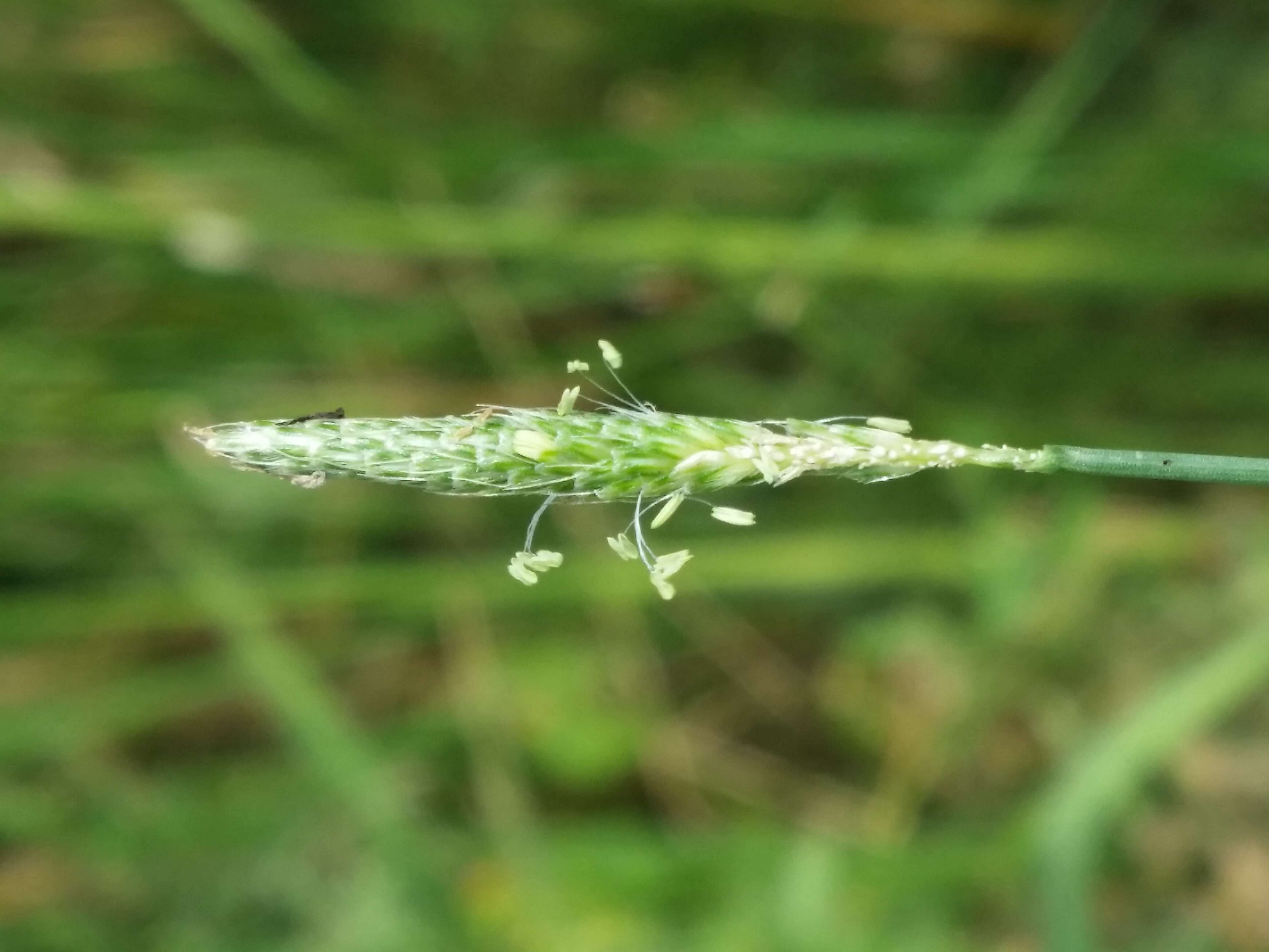 Imagem de Alopecurus geniculatus L.