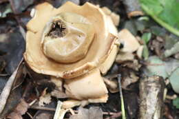 Plancia ëd Geastrum triplex Jungh. 1840