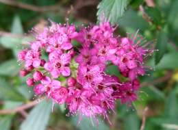 Image of Japanese meadowsweet