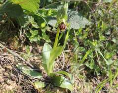 Image of Ophrys umbilicata Desf.