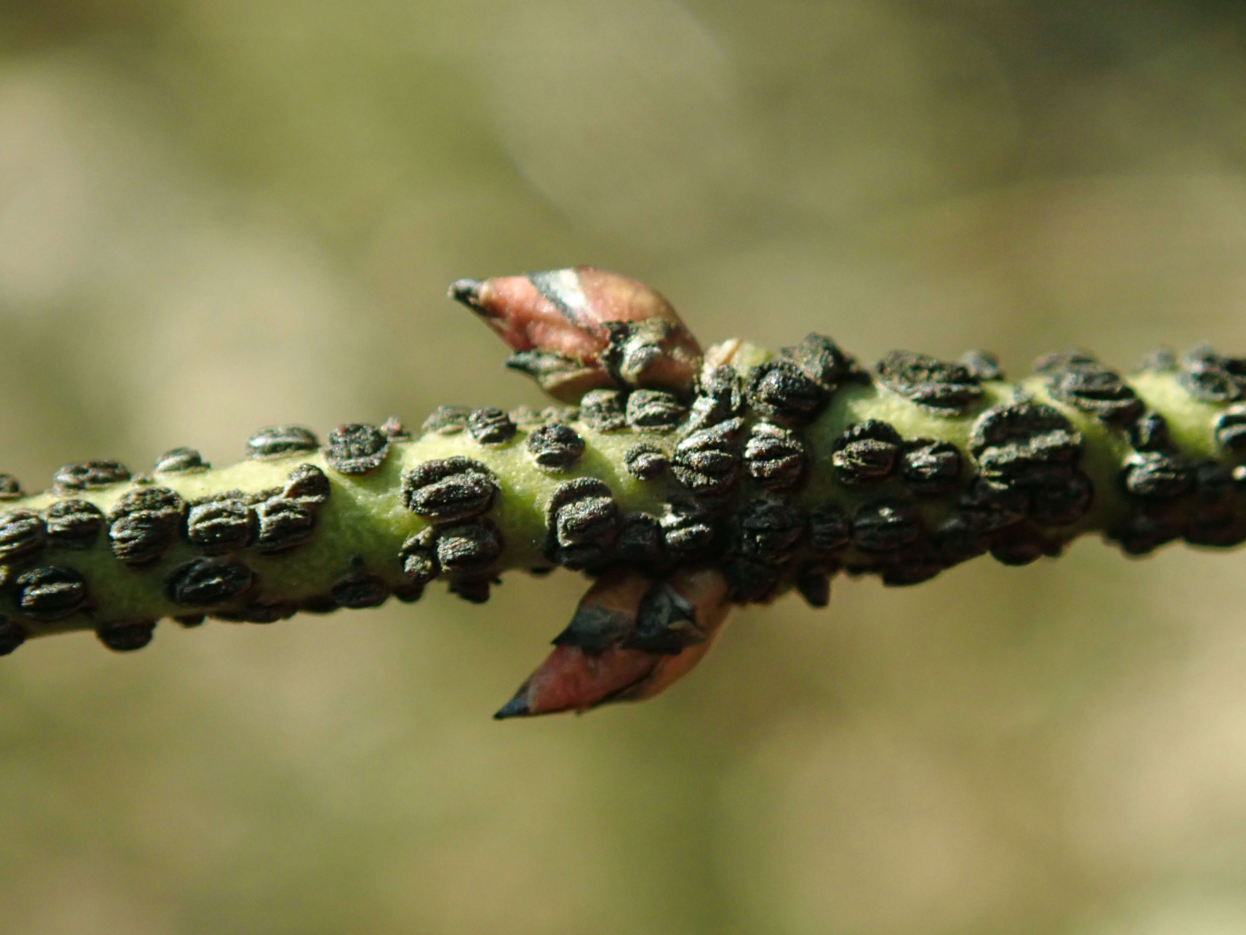 Image de Euonymus verrucosus Scop.