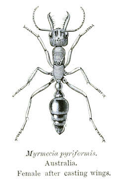 Image of bull ant