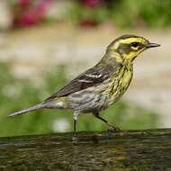 Image of Townsend's Warbler