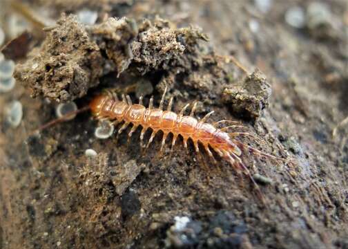 Image of Lithobius variegatus Leach 1814