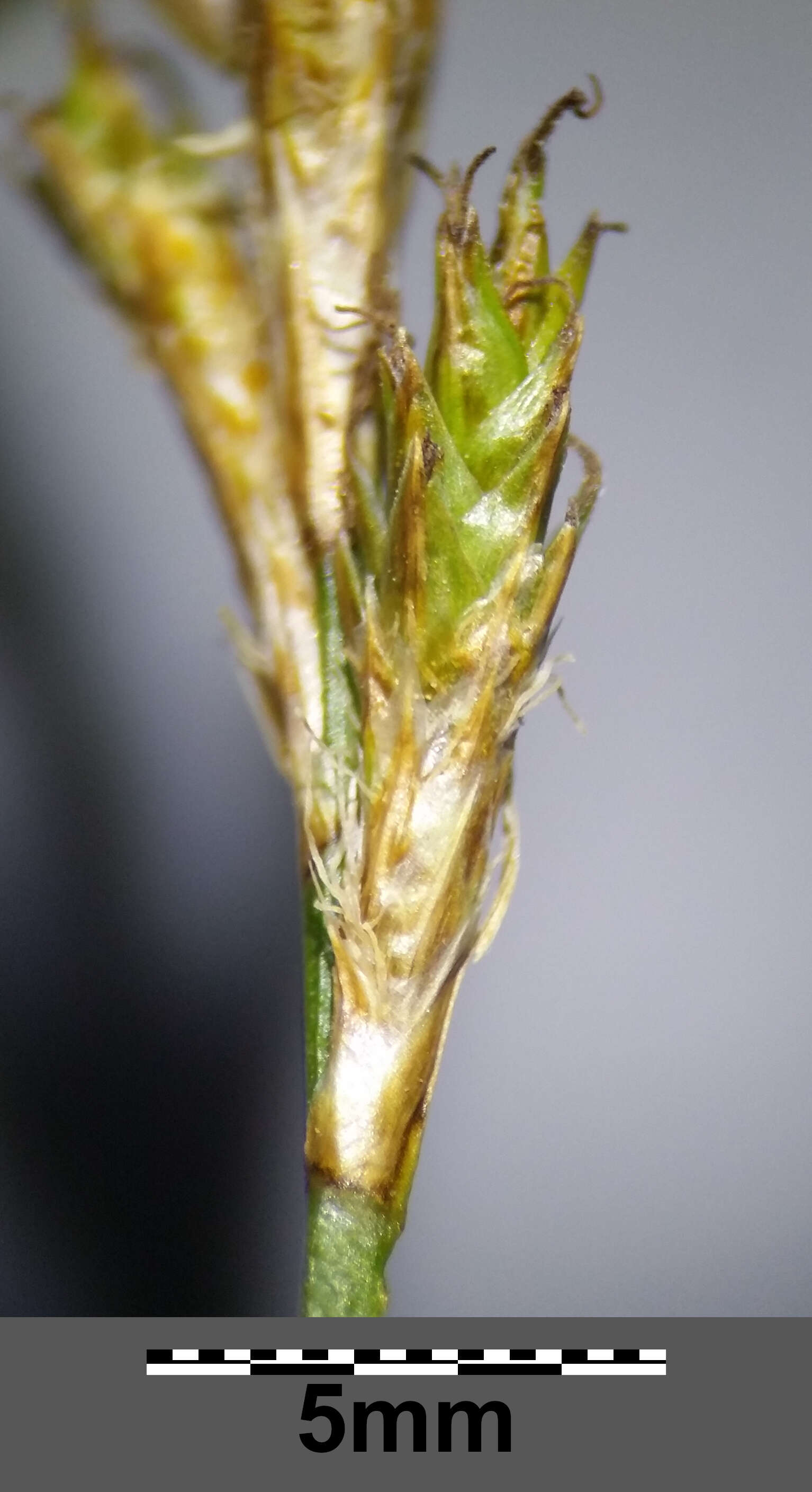 Image of quaking-grass sedge