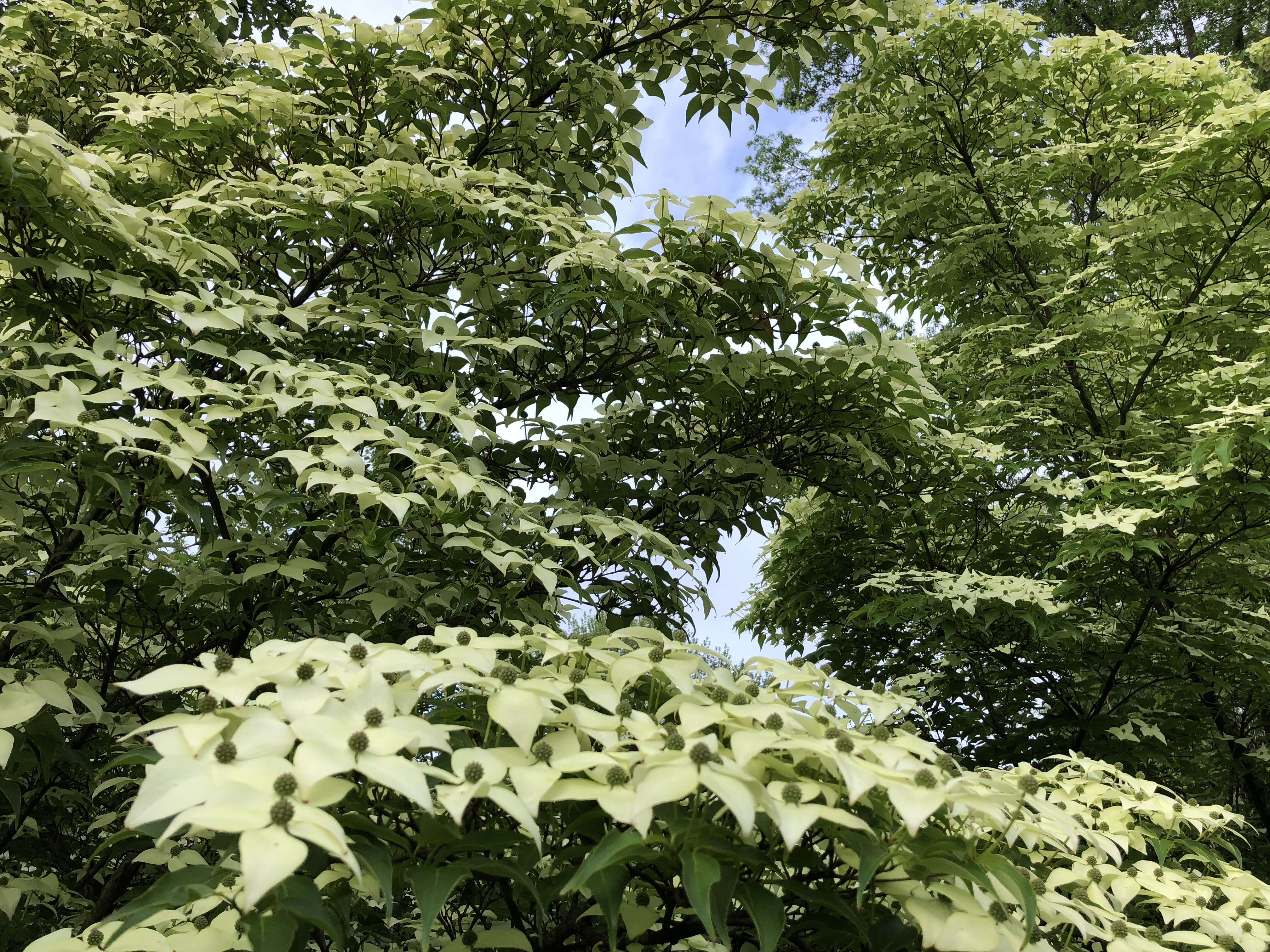 Image of Chinese dogwood