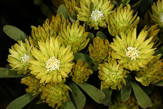 Image of Featherbush