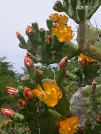 Image of Opuntia elata Salm-Dyck