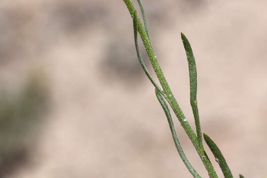 Image de Erigeron pulcherrimus A. A. Heller