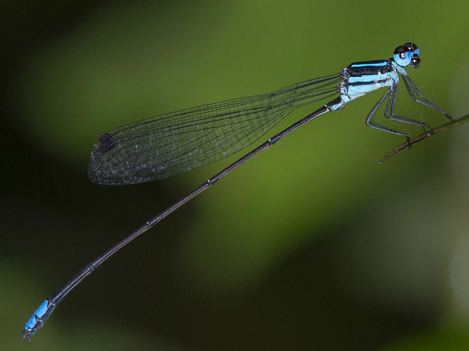 Image of Melanoneura bilineata Fraser 1922