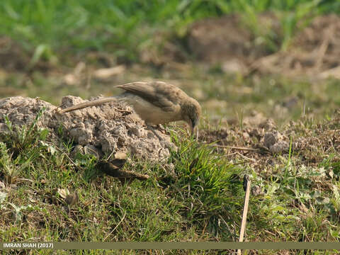 Image of Large Grey Babbler