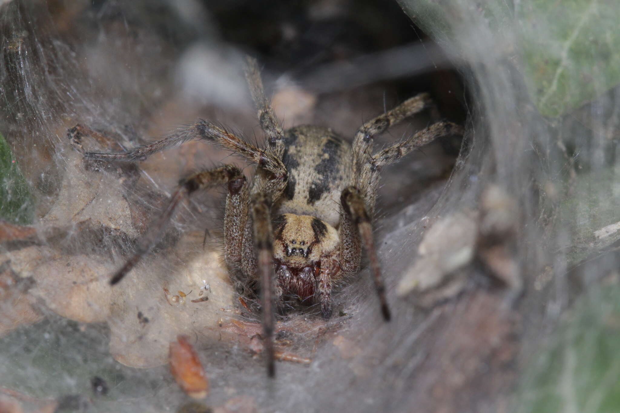 Image of Agelena labyrinthica (Clerck 1757)