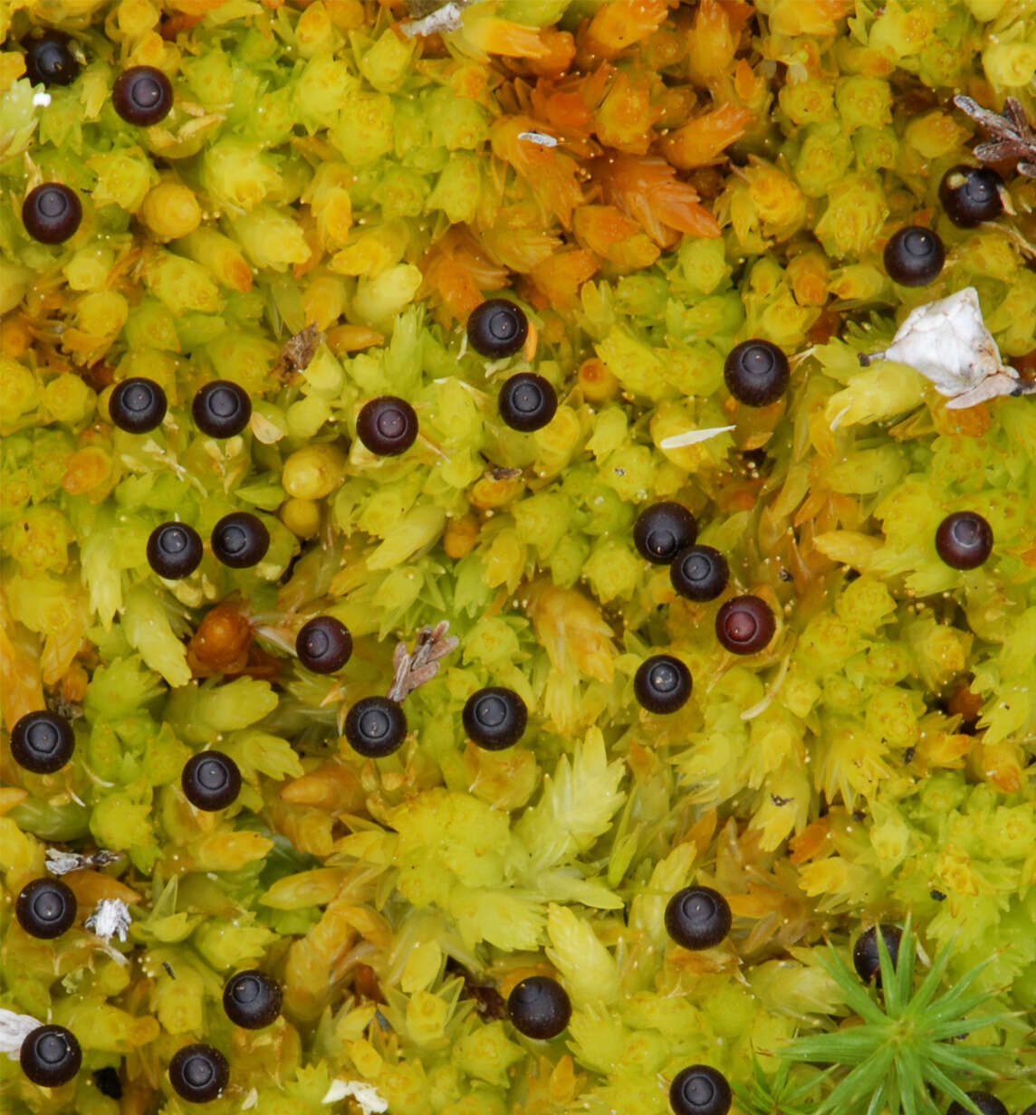 Image of Low sphagnum moss