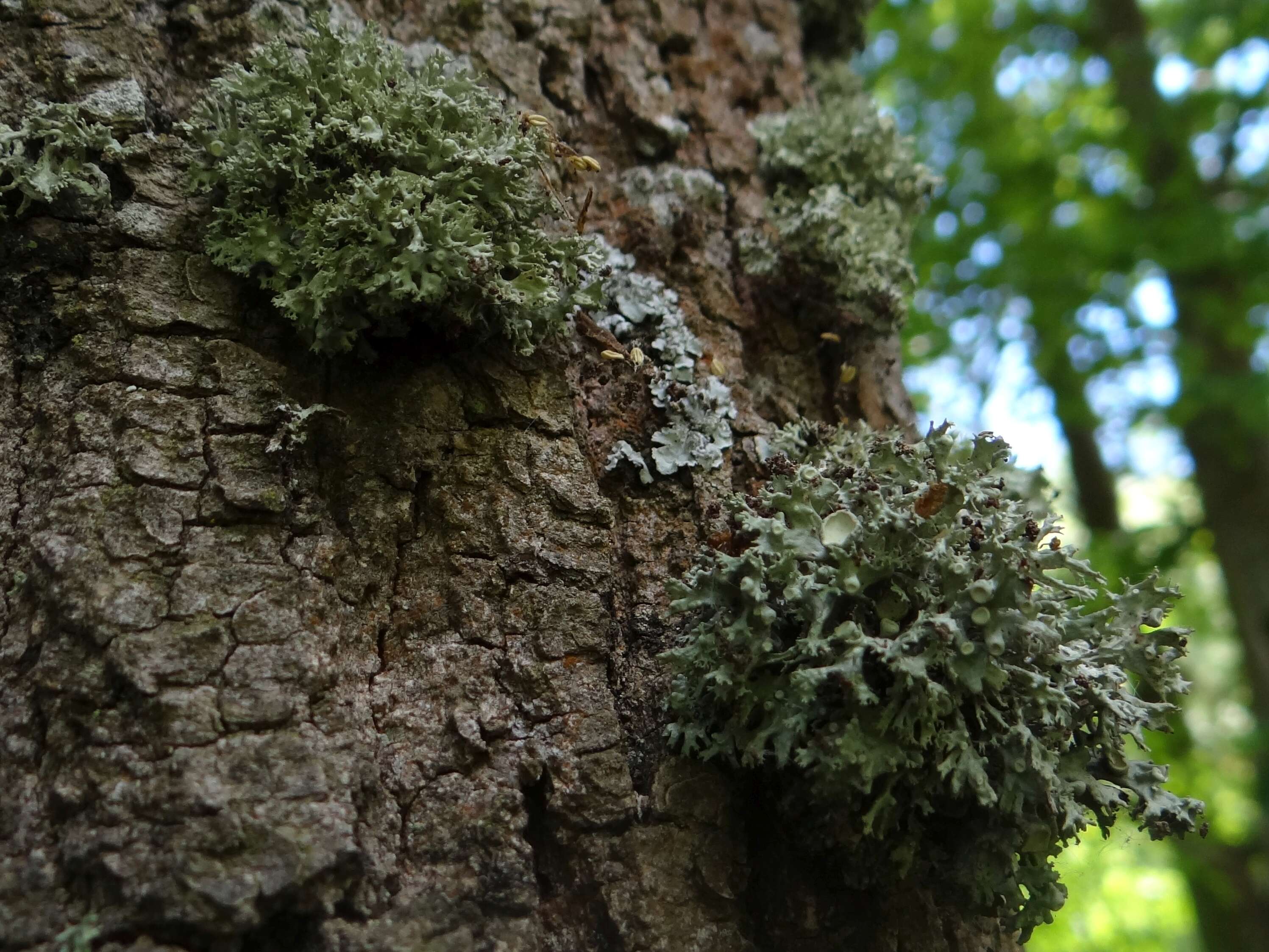 Image of Cartilage lichen