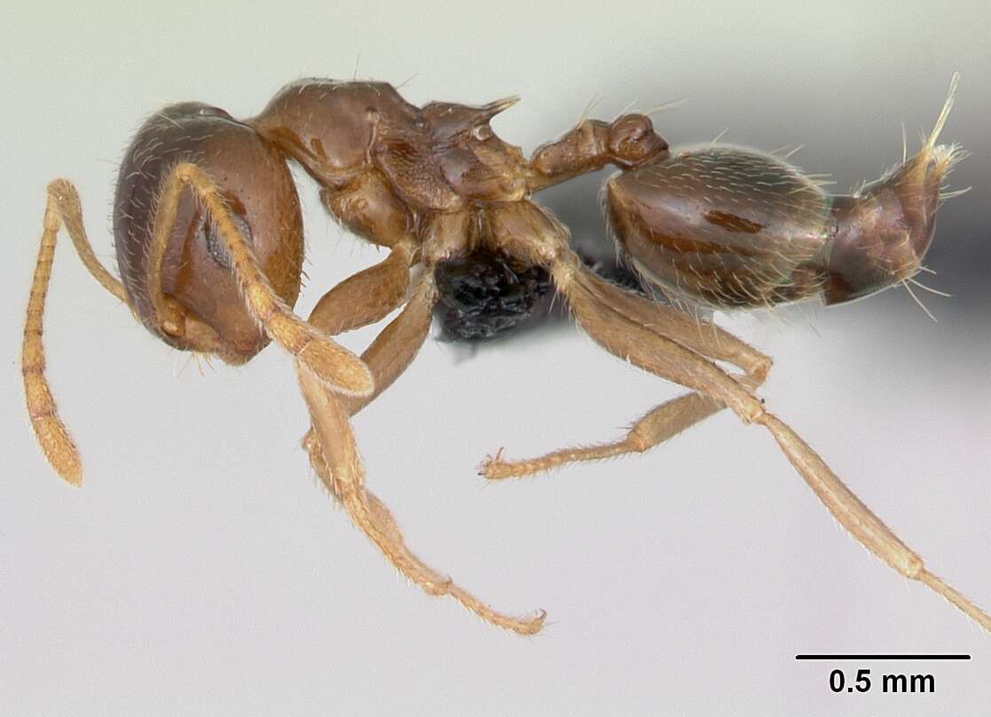 Image of Crematogaster adrepens Forel 1897